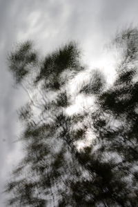 Low angle view of tree against sky