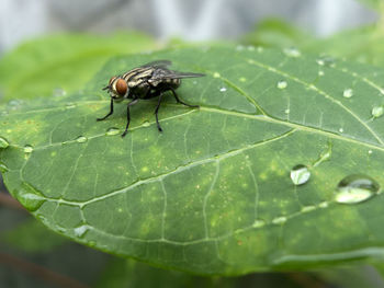 Close-up of housefly on leaf