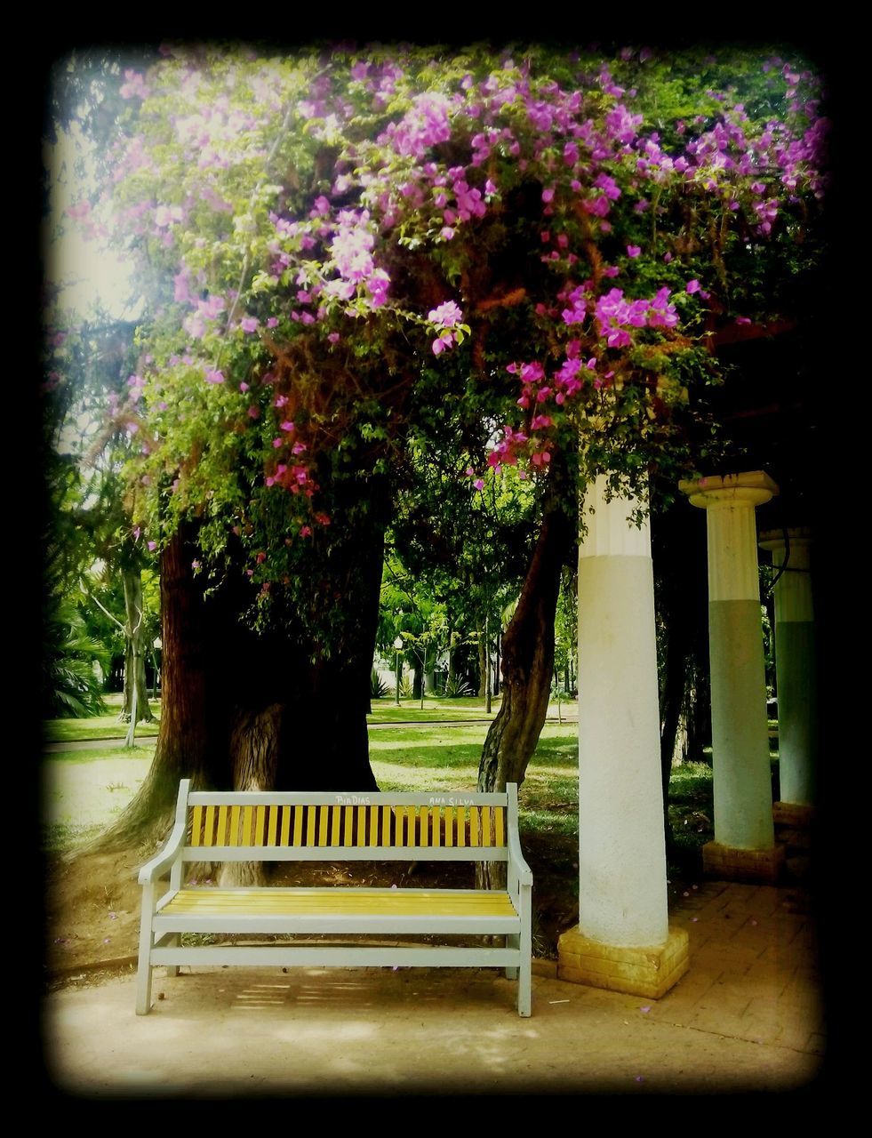 FLOWER TREE IN PARK