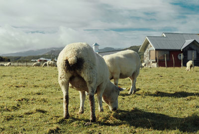 Sheep grazing on field against sky