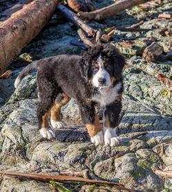 High angle portrait of dog on rock