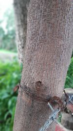 Close-up of lizard on tree trunk
