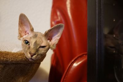 Portrait of cat relaxing at home