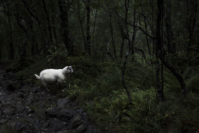 Sheep in a forest