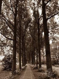Empty road along trees in forest