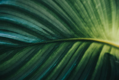 Full frame shot of calathea leaf 