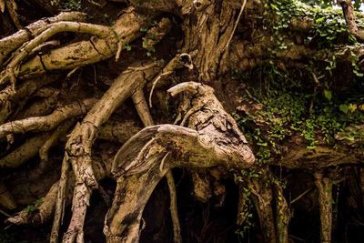 Close-up of tree trunk