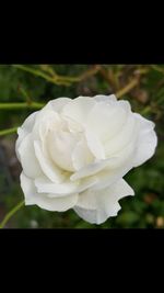 Close-up of white rose blooming outdoors