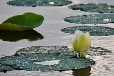 Close-up of lotus water lily in lake