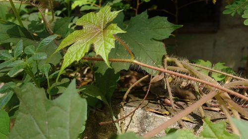 Close-up of caterpillar on plant