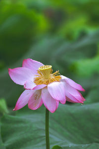 Close-up of pink flower