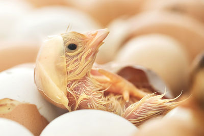 Newborn chicken