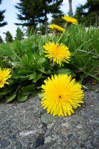 Close-up of yellow flowers