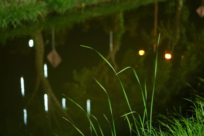 Close-up of grass by lake at night