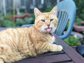 Portrait of cat sitting