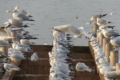 Seagulls flying over lake