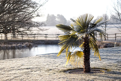 Palm tree by lake against sky