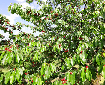 Red berries growing on tree