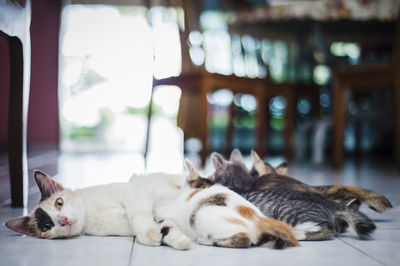 Cats relaxing on floor