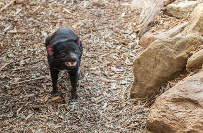 High angle portrait of black dog on land