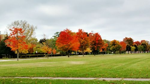 Trees in park against sky