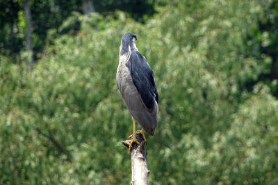 Close-up of bird perching outdoors