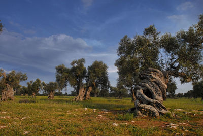 Olive trees on field against sky