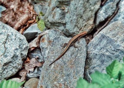 A lizard on stones