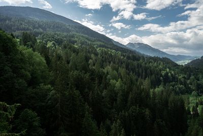 Scenic view of pine trees and mountains against sky