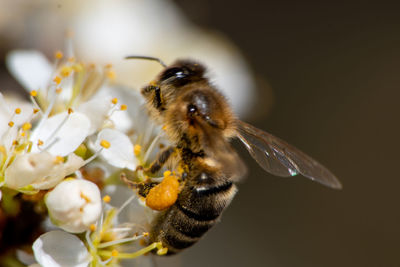Close-up of bee pollinating on flower