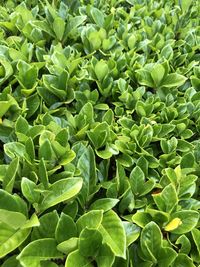 Full frame shot of green leaves