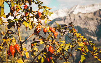 Close-up of orange fruits on tree