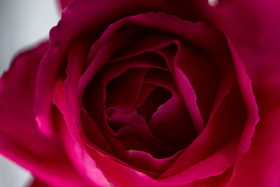 Close-up of pink rose