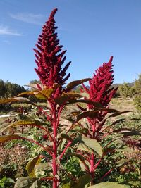 Low angle view of red cactus plant against sky