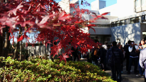 Close-up of red maple leaves on tree