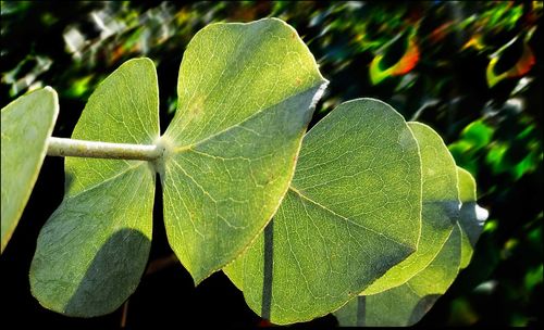 Close-up of leaves