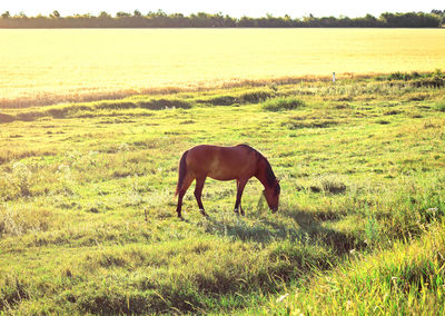 grassland