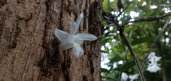 Low angle view of white flower against tree trunk