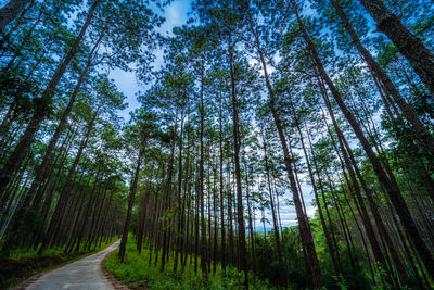 Low angle view of bamboo trees in forest