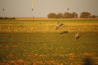 Bird flying over field against sky