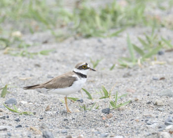 Close-up of bird perching on field