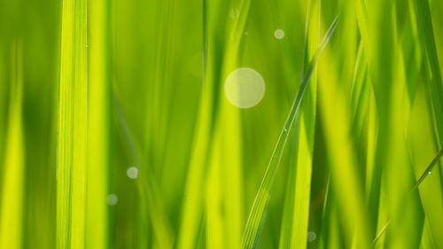 Close-up of grass with dew drops