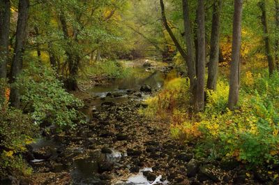 Stream in forest