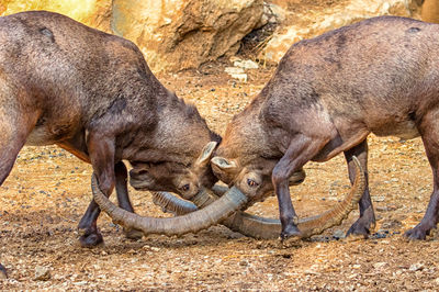 Alpine ibexes fighting on field