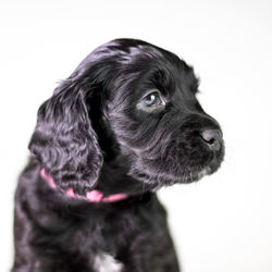 Close-up of dog looking away