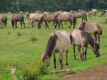 Wild horses in germany