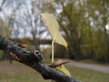 Close-up of dry leaves on land