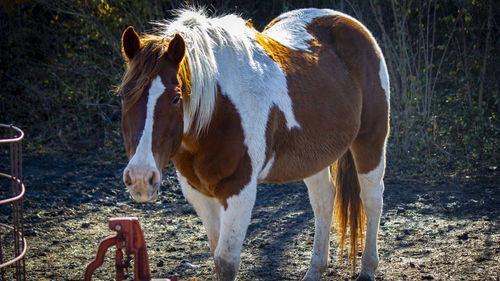 Horse standing in a field