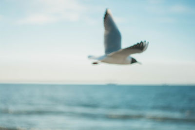 Close-up of seagull flying over sea against clear sky