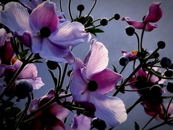 Close-up of pink flowers